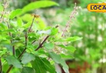 होली के दिन जरूर करें तुलसी के ये अचूक उपाय…आर्थिक तंगी जाएगी खिड़की से बाहर, बरसेगी मां लक्ष्मी की कृपा!