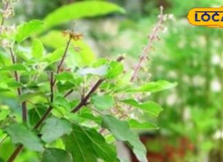 होली के दिन जरूर करें तुलसी के ये अचूक उपाय…आर्थिक तंगी जाएगी खिड़की से बाहर, बरसेगी मां लक्ष्मी की कृपा!