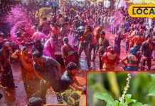 होली पर इन पत्तों से करें ये टोटका! देखते ही देखते छू हो जाएगी गरीबी, जानें..