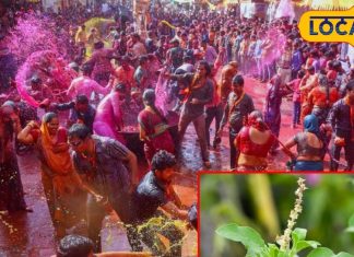 होली पर इन पत्तों से करें ये टोटका! देखते ही देखते छू हो जाएगी गरीबी, जानें..