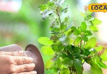 होली पर कर लें तुलसी से जुड़े ये अचूक उपाय, कभी खाली नहीं होगी तिजोरी, होगी धनवर्षा!