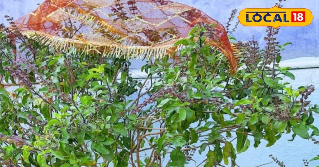 वैशाख महीने के हर गुरुवार को घर की तुलसी में