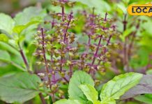 सर्दी-खांसी होगी छूमंतर, इस पौधे का बनाकर पिएं काढ़ा, जानें इस्तेमाल का तरीका