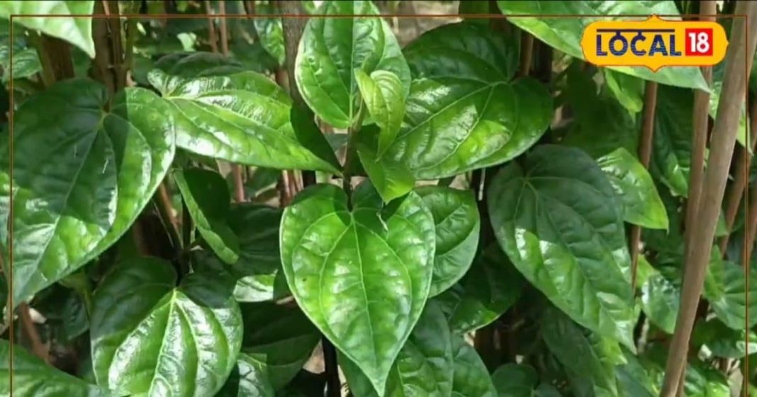 ये हरा पत्ता दूर करेगा कफ… मिथिलावासी करते हैं खेती, औषधीय गुणों का भंडार