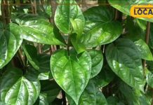 ये हरा पत्ता दूर करेगा कफ… मिथिलावासी करते हैं खेती, औषधीय गुणों का भंडार