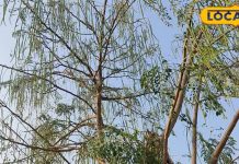 महिलाओं के लिए काल है सहजन… भूलकर भी न करें सेवन, वरना होगा भारी नुकसान