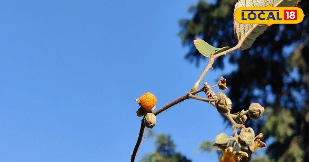 औषधीय गुणों की खान है ये फल…पेट, सिरदर्द, बुखार में उपयोगी