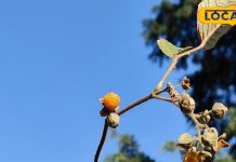 औषधीय गुणों की खान है ये फल…पेट, सिरदर्द, बुखार में उपयोगी