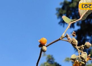 औषधीय गुणों की खान है ये फल…पेट, सिरदर्द, बुखार में उपयोगी