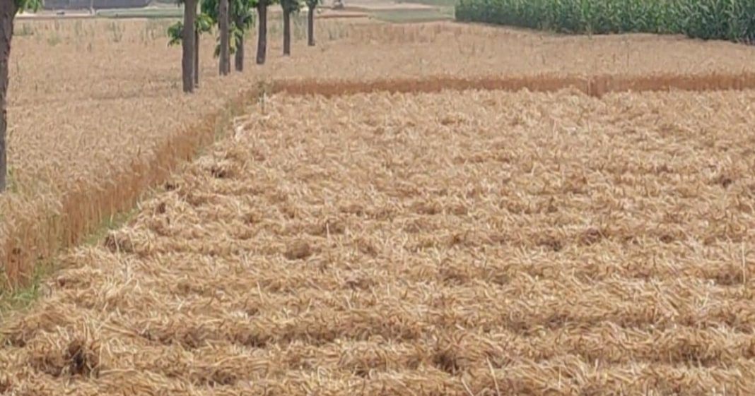 पुराने ज़माने की ट्रिक आज भी फुल ऑन काम की, ऐसे करें गेंहू स्टोर, जानें तकनीक