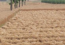 पुराने ज़माने की ट्रिक आज भी फुल ऑन काम की, ऐसे करें गेंहू स्टोर, जानें तकनीक