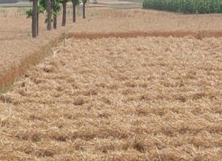 पुराने ज़माने की ट्रिक आज भी फुल ऑन काम की, ऐसे करें गेंहू स्टोर, जानें तकनीक