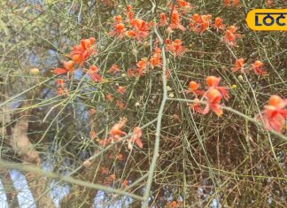 राजस्थान में इस फूल की बनती है सब्जी, स्वाद में खट्टी-मीठी और स्वादिष्ट