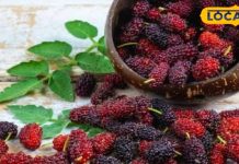 सेहत का खजाना है गर्मियों में मिलने वाला यह फल, पत्ते और छाल भी चमत्कारी; स्किन के लिए फायदेमंद