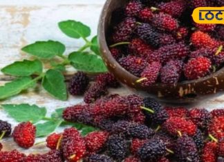 सेहत का खजाना है गर्मियों में मिलने वाला यह फल, पत्ते और छाल भी चमत्कारी; स्किन के लिए फायदेमंद