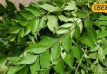 झड़ते और सफेद होते बालों का अचूक इलाज, सुबह खाली पेट खाएं ये हरा पत्ता, जानें
