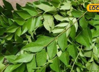 झड़ते और सफेद होते बालों का अचूक इलाज, सुबह खाली पेट खाएं ये हरा पत्ता, जानें