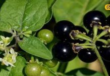 बहुत शक्तिशाली है ये पौधा… पत्तियों से दाग, चूर्ण से खांसी गायब, दर्द में पेन किलर जैसा काम