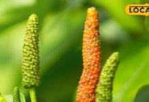 Test – Bharat.one हिंदी