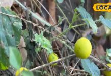 जहरीले कीटों का काल है ये पहाड़ी पौधा, औषधीय गुणों से भरपूर