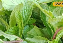 गर्मी में सेहत के लिए टॉनिक है ये हरी पत्ती, चुटकियों में दूर होगी पाचन की समस्या