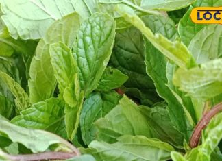 गर्मी में सेहत के लिए टॉनिक है ये हरी पत्ती, चुटकियों में दूर होगी पाचन की समस्या