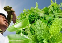 तापमान कितना भी हो ये 3 पत्तियां बन जाएगी काल, हर मौके पर बॉडी रहेगा शीतल, डिहाइड्रेशन का जोखिम भी मिटेगा