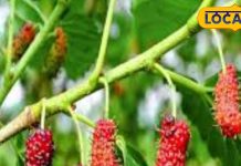 गर्मियों में सेहत का खजाना है शहतूत का जूस, बालों से लेकर किडनी तक हर समस्या में असरदार, ऐसे करें सेवन