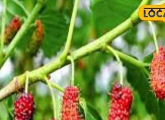 तीन रंगों वाला ये फल है बीमारीयों का दुश्मन, हड्डियों से लेकर खून तक करता है जबरदस्त सफाई, जानें फायदें