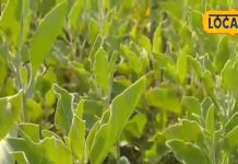 करनी है मोटी कमाई? इस किसान की टेक्नीक अपनाएं, स्टैमिना बढ़ाने में भी फायदेमंद, जानें पूरा मेथड