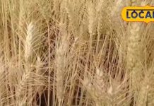 Wheat Harvesting: किसान भाई, खेतों में गेहूं काटते वक्त भूलकर भी न करें ये गलती, वरना सेहत पर पड़ेगा भारी असर