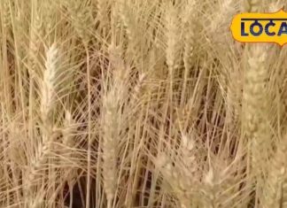 Wheat Harvesting: किसान भाई, खेतों में गेहूं काटते वक्त भूलकर भी न करें ये गलती, वरना सेहत पर पड़ेगा भारी असर