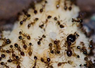 बचना है शनि की साढ़ेसाती या ढैय्या से? या पाना है जीवन की परेशानियों से छुटकारा? ये चीज मिला कर खिलाएं चींटी को आटा