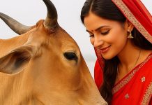 Astro Tips: गाय को रोटी खिलाने से चमक जाएगा भाग्य! जानिए इसके अनेक फायदों के बारे में