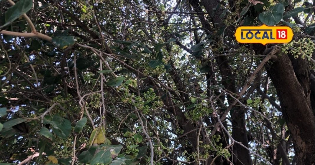 चिकन-मटन भी लगेगा फीका, साल में सिर्फ एक बार मिलती है ये सब्जी और 150 रुपए किलो बिकती