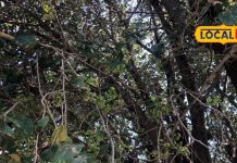 चिकन-मटन भी लगेगा फीका, साल में सिर्फ एक बार मिलती है ये सब्जी और 150 रुपए किलो बिकती