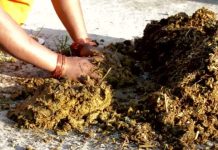 सनातन धर्म में क्या है गोबर का महत्व? क्यों पहले के समय में घरों में होती थी लिपाई? क्या कहते हैं धार्मिक ग्रंथ?