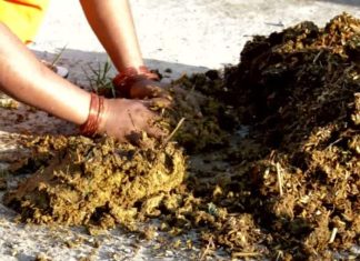 सनातन धर्म में क्या है गोबर का महत्व? क्यों पहले के समय में घरों में होती थी लिपाई? क्या कहते हैं धार्मिक ग्रंथ?