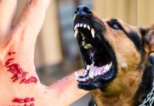 рд╕тАНрд┐рд░реНрдл рдХреБрддреНтАНрддрд╛-рдмтАНрд┐рд▓реНтАНрд▓реА рдирд╣реАрдВ рдШрд░реЛрдВ рдореЗрдВ рд░рд╣рдиреЗ рд╡рд╛рд▓реЗ рдЗрди рдЬрд╛рдирд╡рд░реЛрдВ рд╕реЗ рднреА рд╣реЛ рд╕рдХрддрд╛ рд╣реИ рд░реЗрдмреАрдЬ, рдмрддрд╛ рд░рд╣реАрдВ рдЧрд╛рдЗрдбрд▓рд╛рдЗрдВрд╕ dog cat monkey and small animals rodents can spread rabies