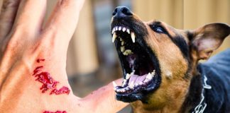 सिर्फ कुत्ता-बिल्ली नहीं घरों में रहने वाले इन जानवरों से भी हो सकता है रेबीज, बता रहीं गाइडलाइंस dog cat monkey and small animals rodents can spread rabies