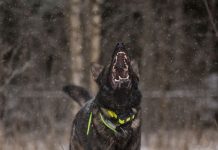 डरा देती है रात में कुत्ते के रोने की आवाज? क्या है इसका मतलब? जानें क्या कहते हैं धार्मिक ग्रंथ और विज्ञान?