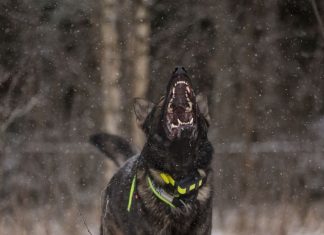 डरा देती है रात में कुत्ते के रोने की आवाज? क्या है इसका मतलब? जानें क्या कहते हैं धार्मिक ग्रंथ और विज्ञान?