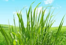 सिरदर्द और माइग्रेन से छुटकारा दिला सकती है यह घास, घर के आसपास ही मिल जाएगी ! ऐसे करें इस्तेमाल