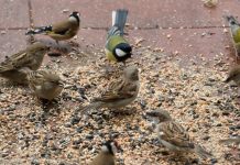 घर की छत पर पक्षियों के लिए डालते हैं दाना? कब और कैसे पहुंचाता है नुकसान?, एक्सपर्ट से जान लें इससे जुड़े नियम