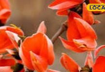 Palash flowers panacea in summers know health benefits