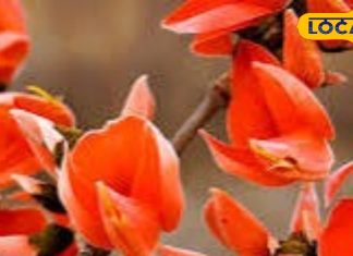 Palash flowers panacea in summers know health benefits