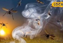 рдбреЗрдВрдЧреВ-рдорд▓реЗрд░рд┐рдпрд╛ рдХрд╛ рдЦрддрд░рд╛ рдЦрддреНрдо, рдордЪреНрдЫрд░ рд╣реЛрдВрдЧреЗ рдЧрд╛рдпрдм, рдЕрдкрдирд╛рдПрдВ рдпреЗ рдЕрд╕рд░рджрд╛рд░ рджреЗрд╕реА рдЙрдкрд╛рдп