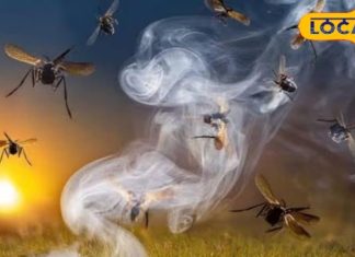 डेंगू-मलेरिया का खतरा खत्म, मच्छर होंगे गायब, अपनाएं ये असरदार देसी उपाय