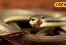 गर्मियों में घर के आसपास नहीं फटकेंगे सांप, आज़माएं ये असरदार पहाड़ी नुस्खा