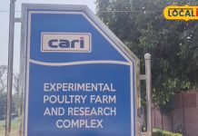 बरेली के इस स्टॉल से मिलेगा हाई-प्रोटीन फ्रेश चिकन और अंडे, हेल्दी खाने वालों के लिए खुशखबरी!